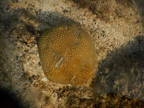 Image of spine coral