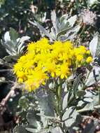 Imagem de Senecio halimifolius L.