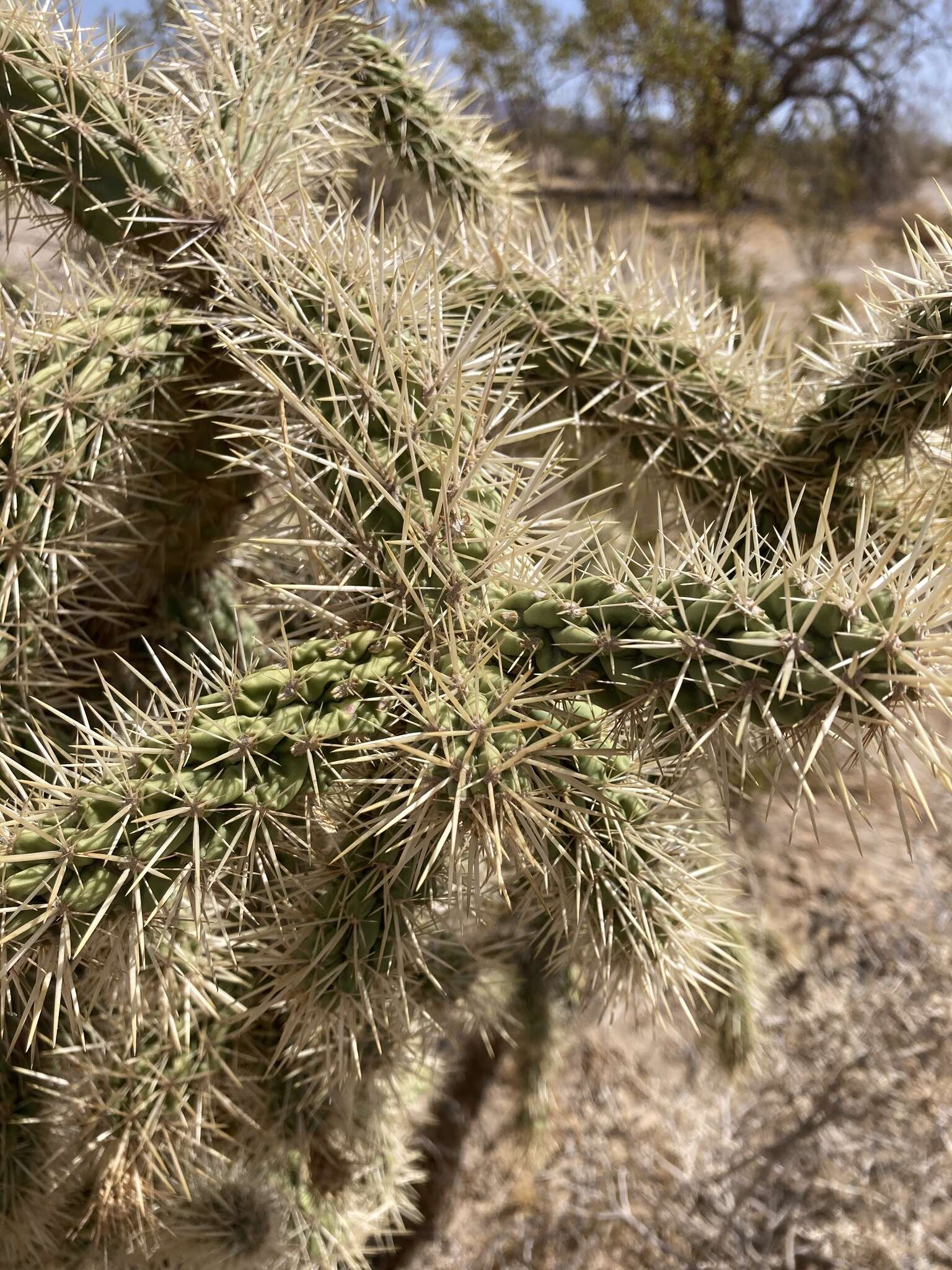 Image of Munz Cholla