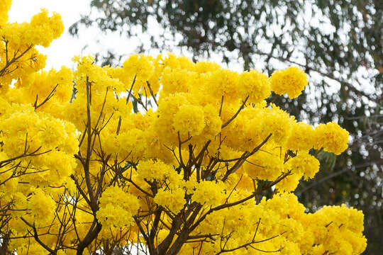 Image of Handroanthus ochraceus subsp. ochraceus