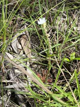 Image of Drosera petiolaris R. Br. ex DC.