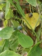 Image of Passiflora menghaiensis