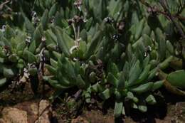 Delosperma dyeri L. Bol. resmi