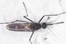 صورة Orthopodomyia signifera (Coquillett 1896)