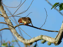 Image of Bornean Brown Barbet