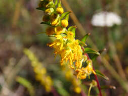 Imagem de Odontites luteus (L.) Clairv.