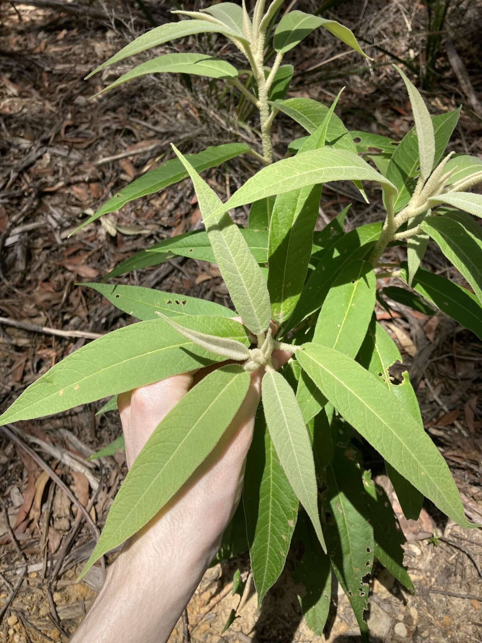 Image of Astrotricha floccosa DC.