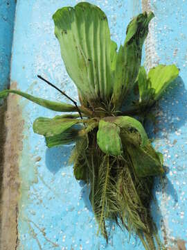 Image of pistia