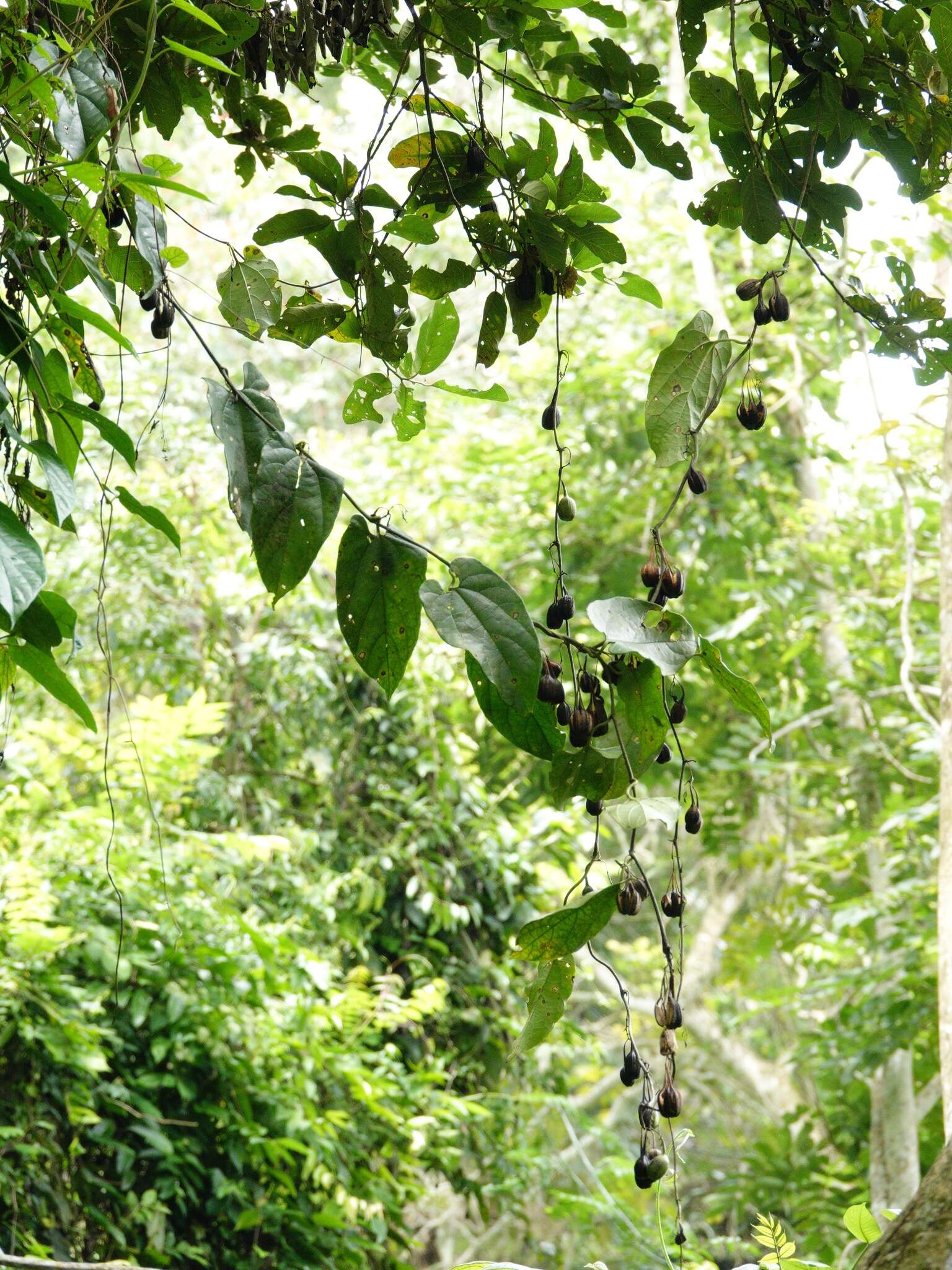 Image of Aristolochia acuminata Lam.