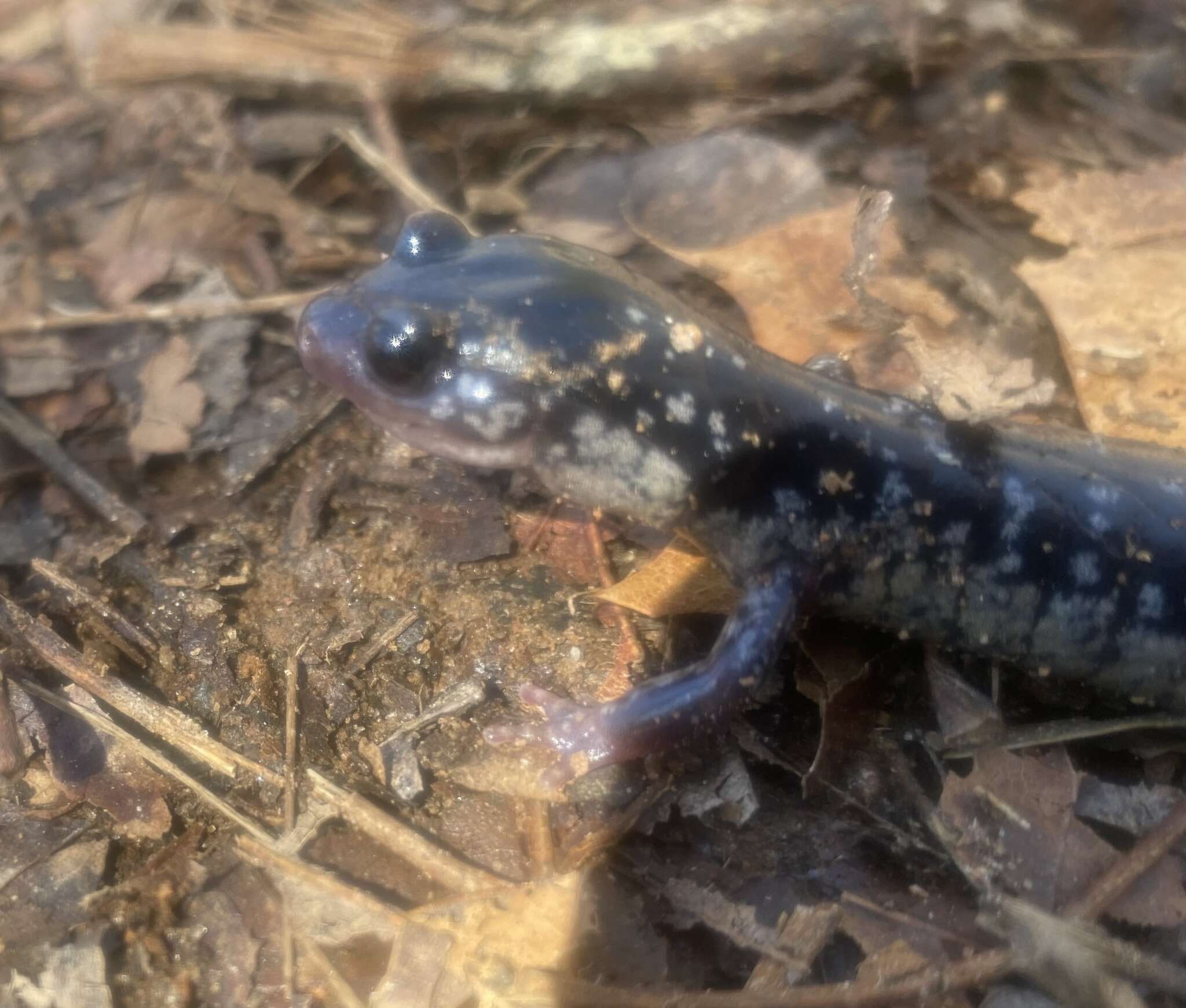 Image of Southern Appalachian Salamander