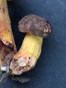 Image of Boletus billieae Both, Bessette & W. J. Neill 2001