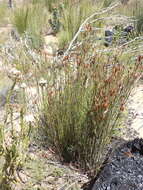 صورة Willdenowia teres Thunb.