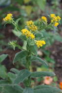 Inula thapsoides (M. Bieb.) Spreng. resmi