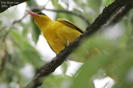 Image of Black-naped Oriole