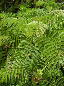 Image de Melianthus major L.