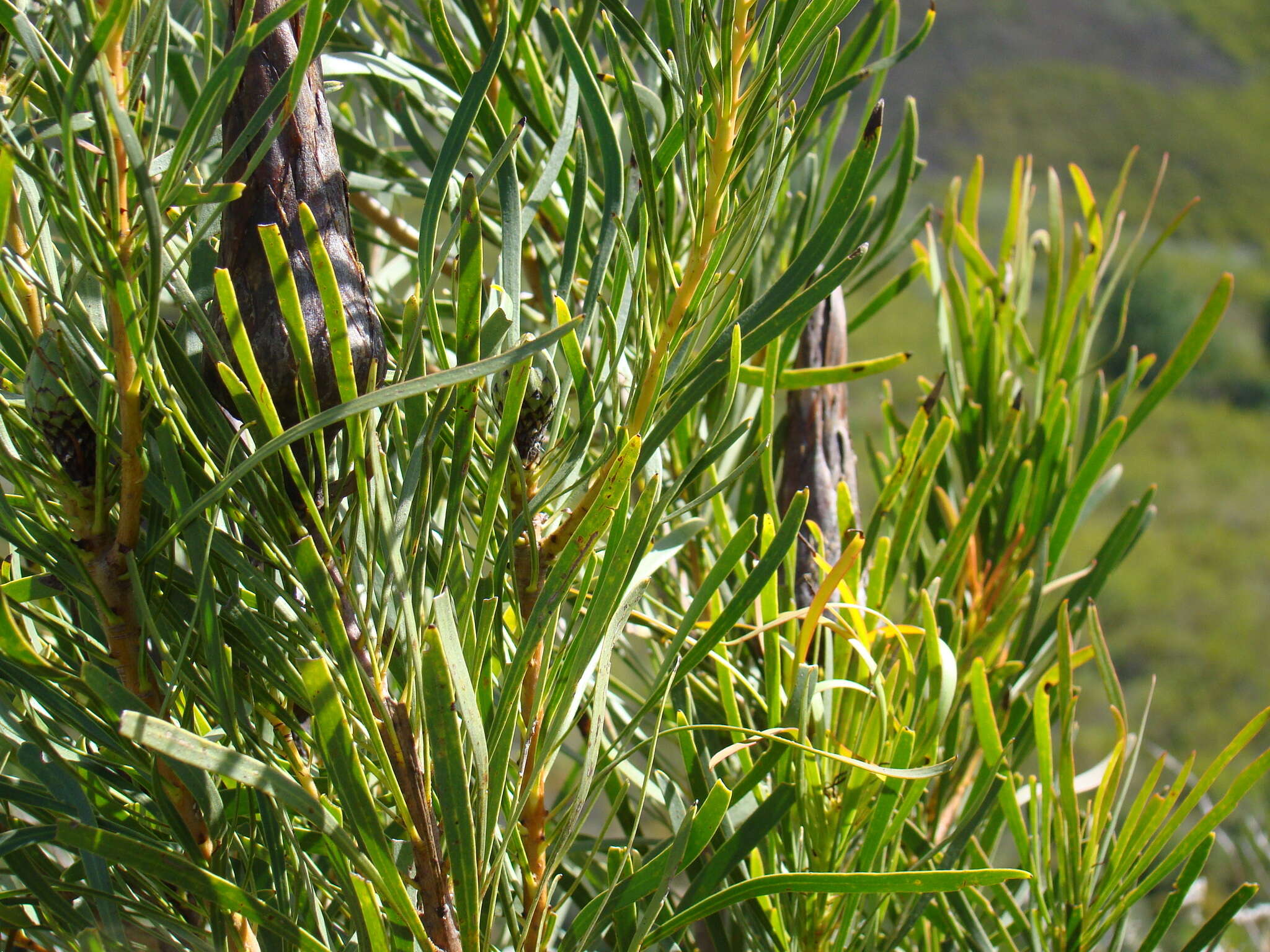 Image de Protea repens (L.) L.