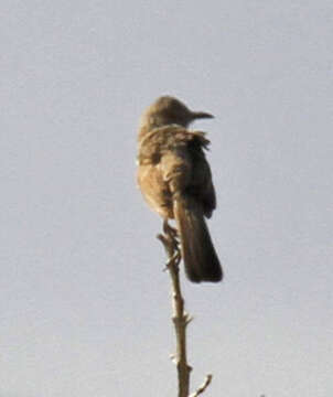 Toxostoma bendirei (Coues 1873)的圖片