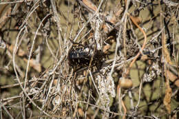 Image of Scarab beetle