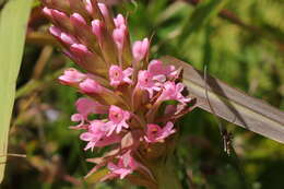 Image of Satyrium hallackii subsp. hallackii