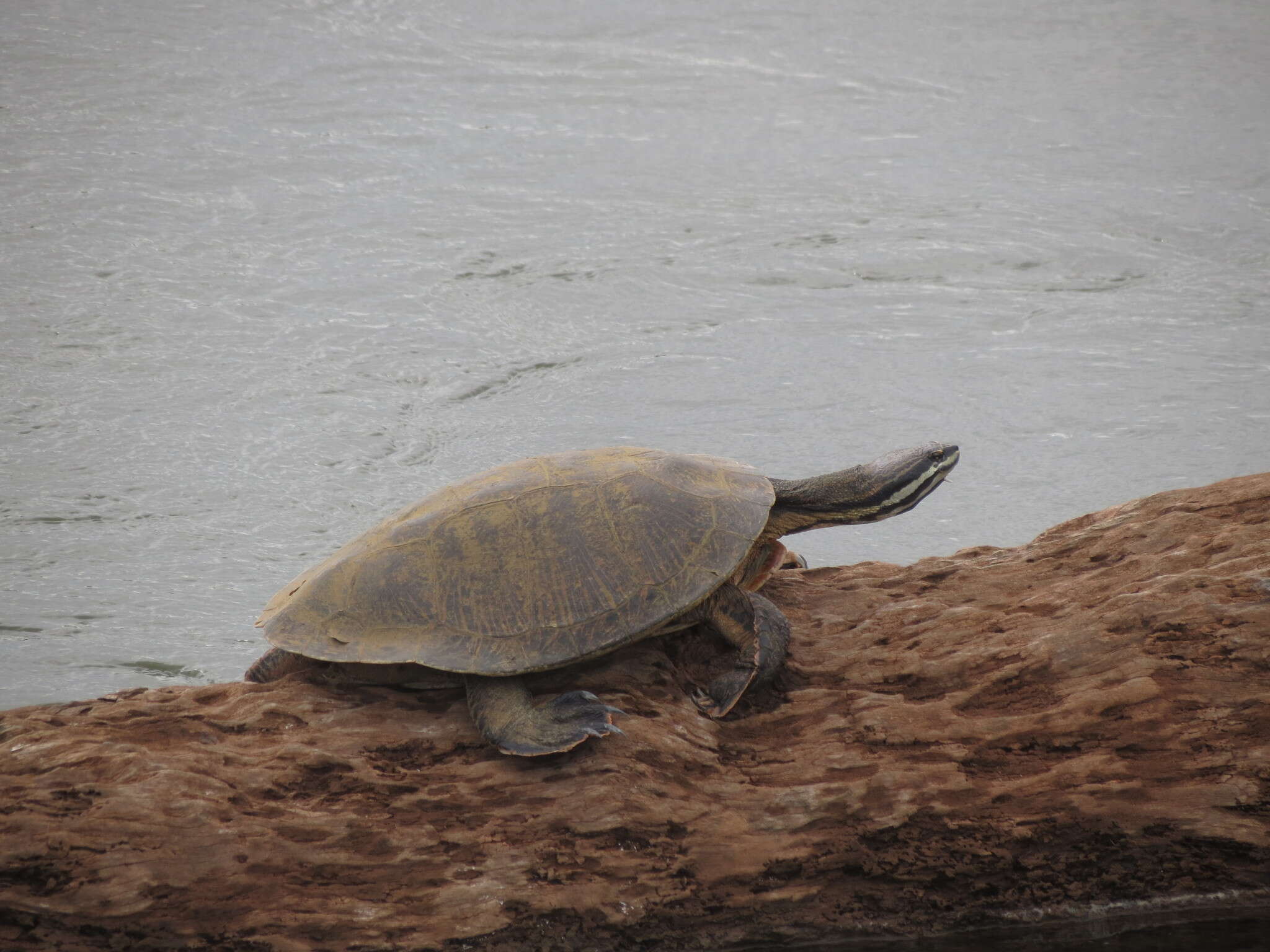 Image of William’s South-American Side-necked Turtle