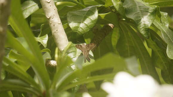 Image of Spicauda tanna