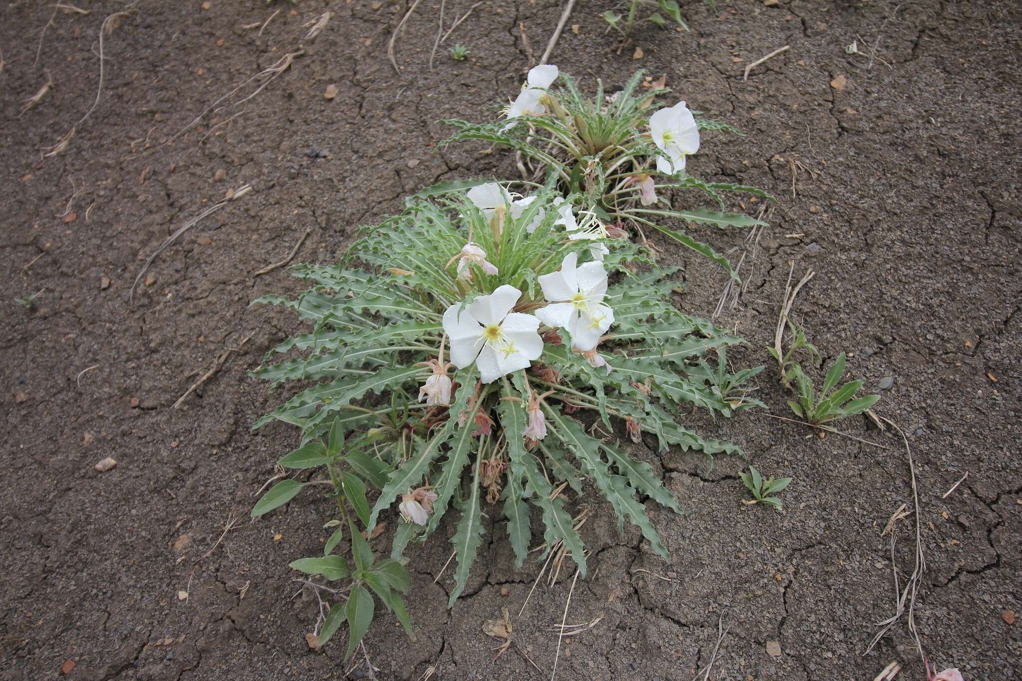 Plancia ëd Oenothera harringtonii W. L. Wagner, R. Stockhouse & W. M. Klein