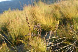 Image of Tetraria bromoides (Lam.) H. Pfeiff.