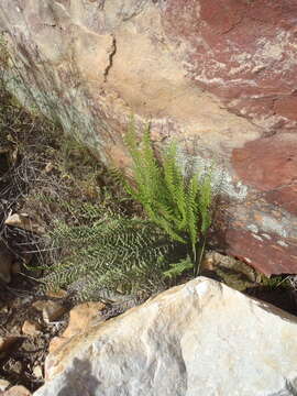 Image of Cheilanthes parviloba (Sw.) Sw.