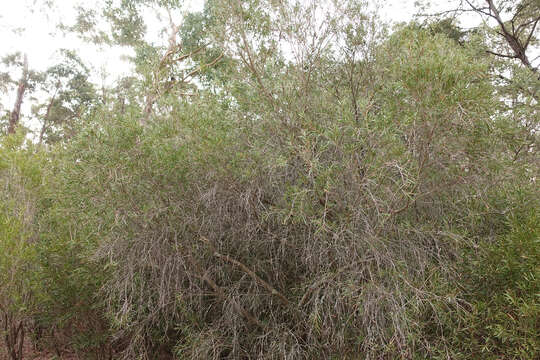 Image of scarlet bottlebrush