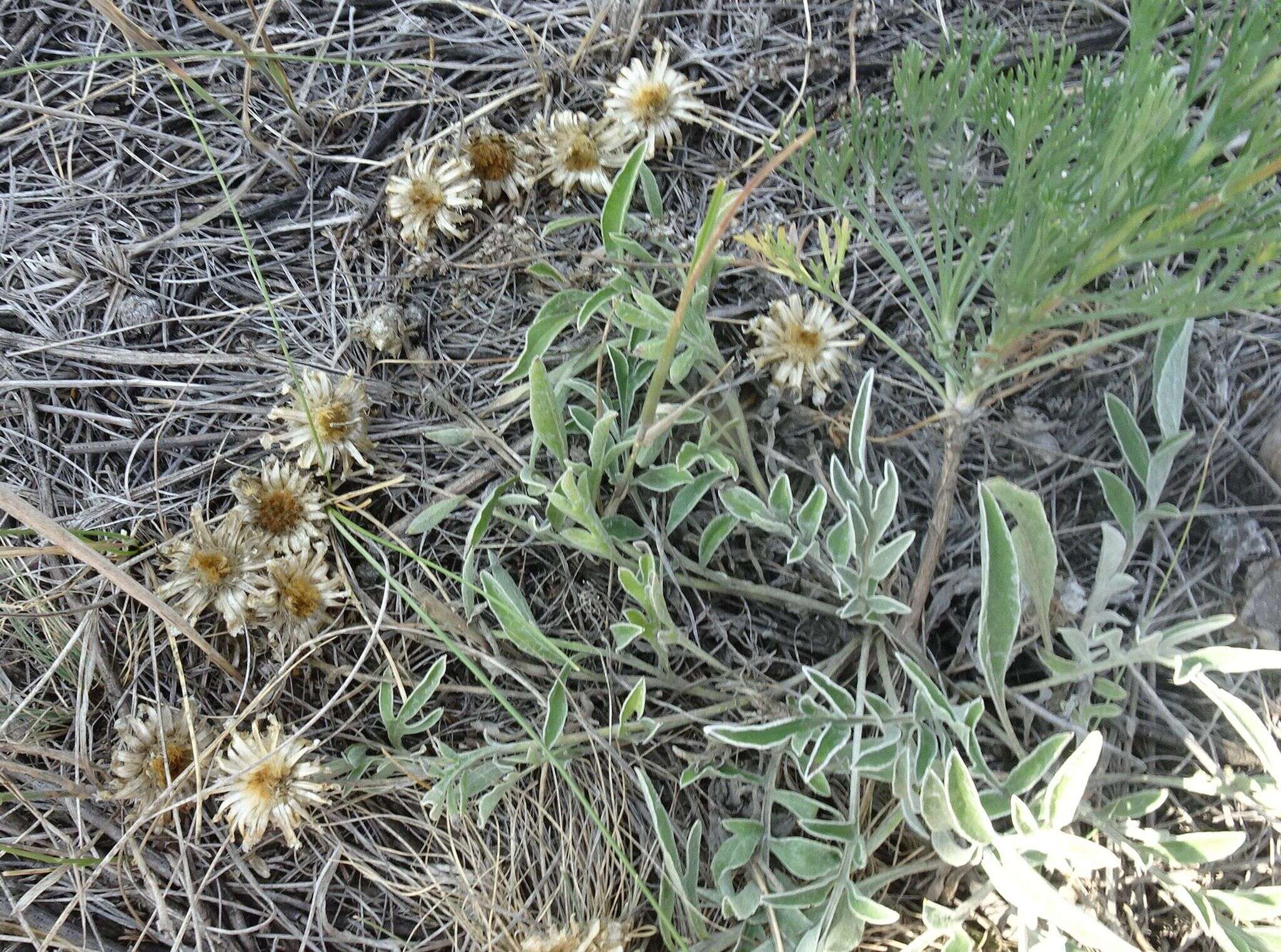 Plancia ëd Psephellus turgaicus (Klok.) A. L. Ebel