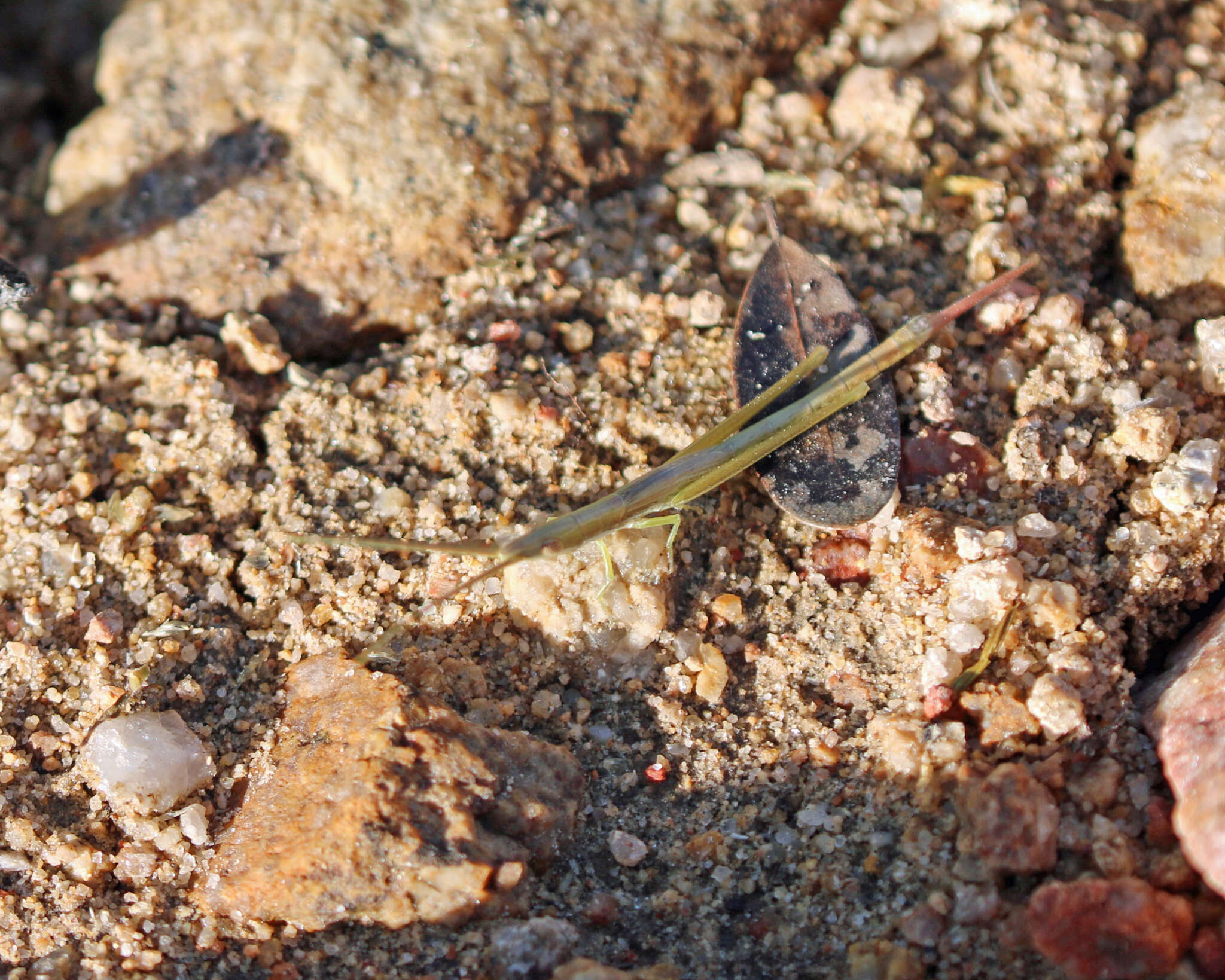 Image of Prorocorypha snowi Rehn & J. A. G. 1911