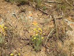 Image of Leucochrysum albicans subsp. albicans