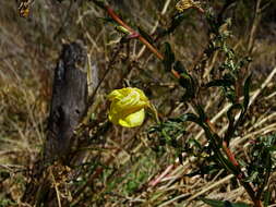 Imagem de Oenothera stricta Link