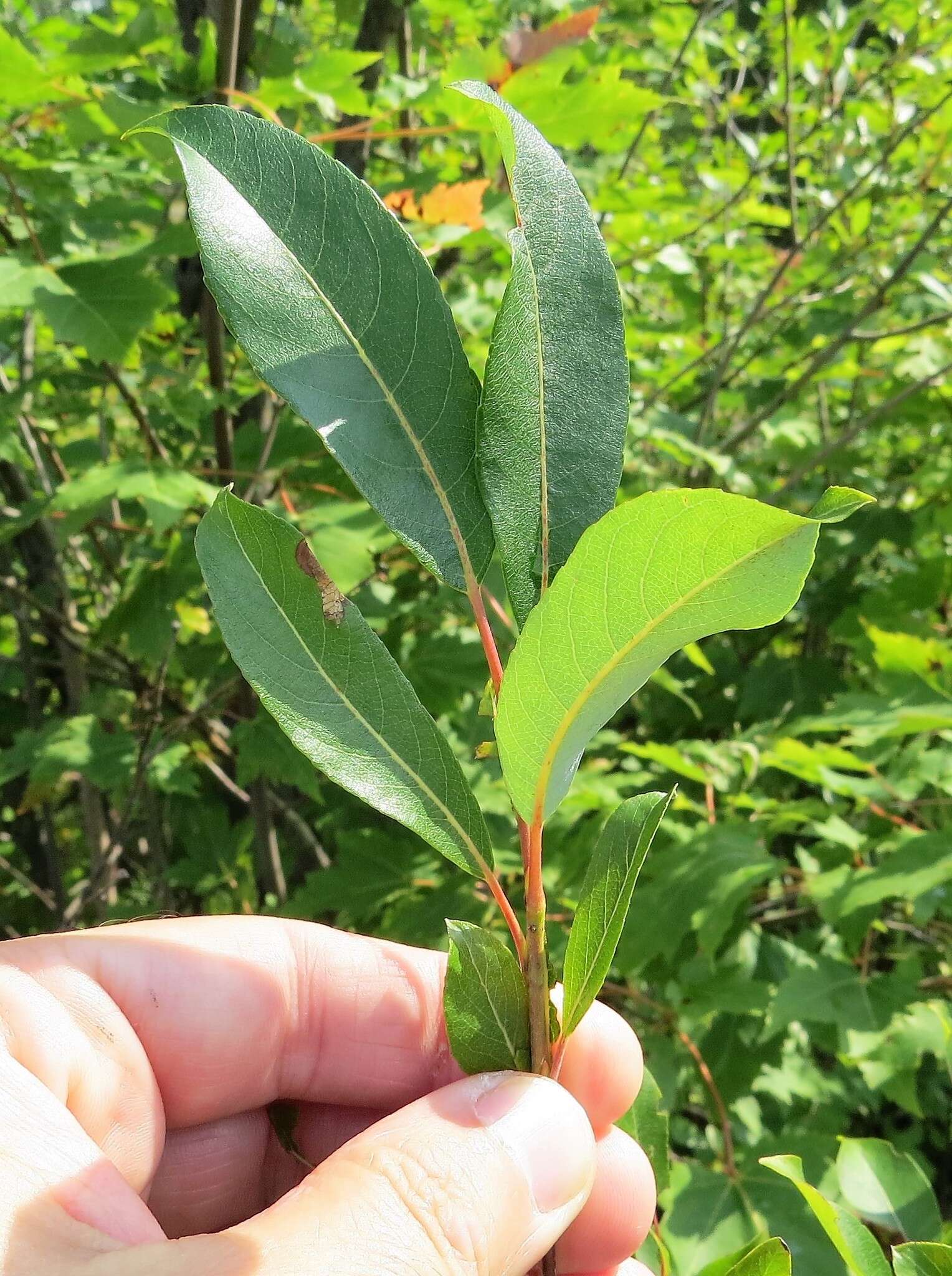 Plancia ëd Salix discolor Muhl.