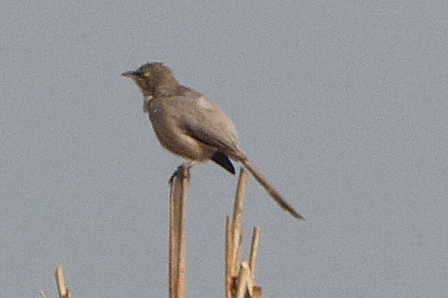 Image of Large Grey Babbler