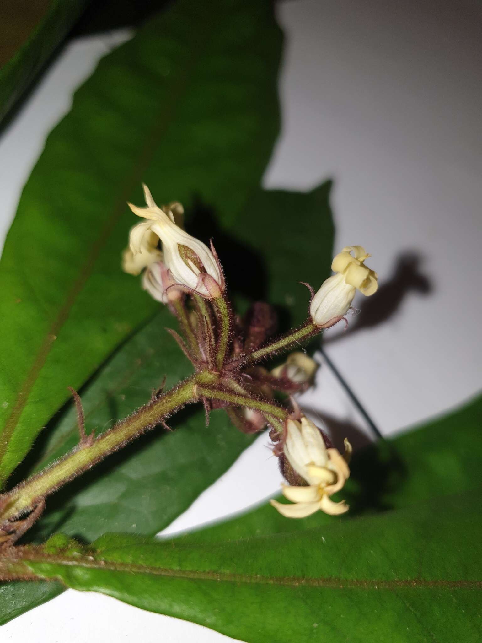 Pittosporum rubiginosum subsp. wingii (F. Müll.) R. C. Cooper resmi