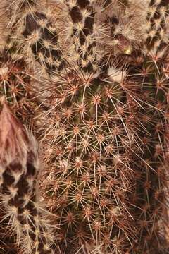 Image of Chisos Mountain hedgehog cactus