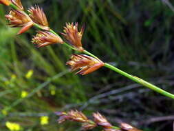 Image of Platycaulos major (Mast.) H. P. Linder