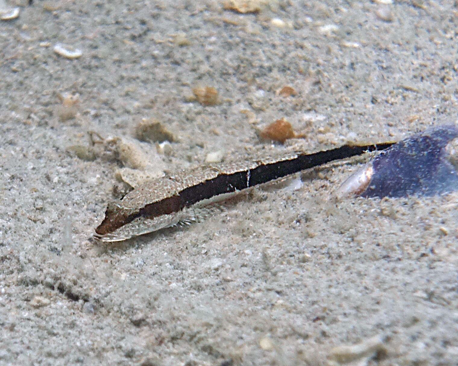 Image of Black flathead