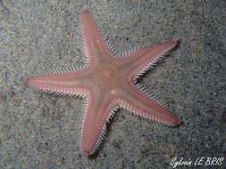 Image of Sand star