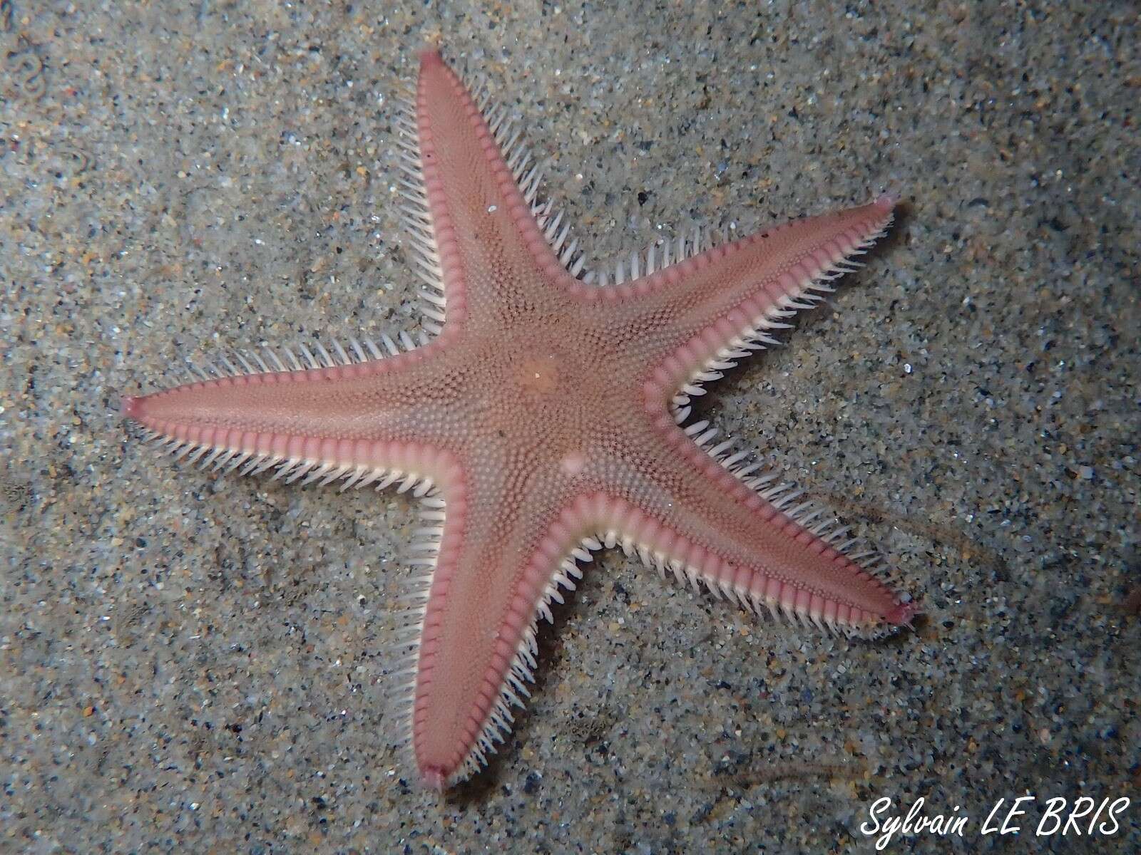 Image of Sand star