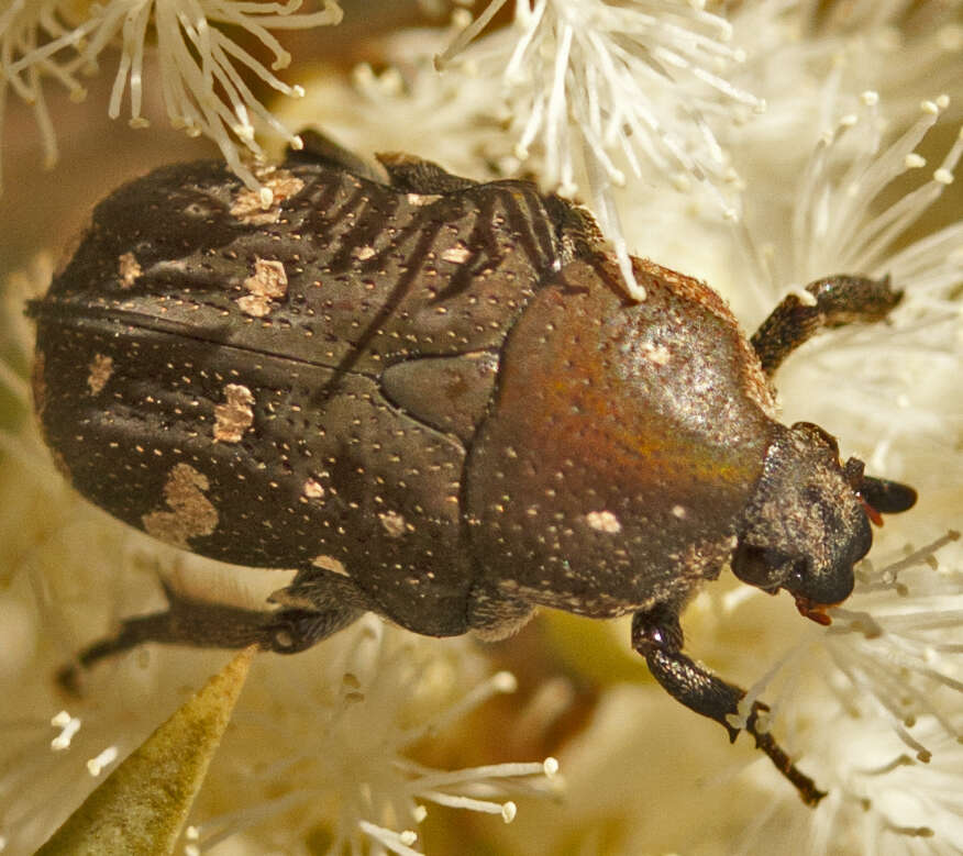 Image of Asian mango flower beetle