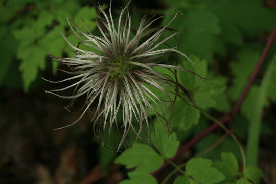 Image of Clematis macropetala Ledeb.