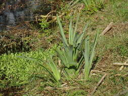 Image of Eryngium pandanifolium Cham. & Schltdl.