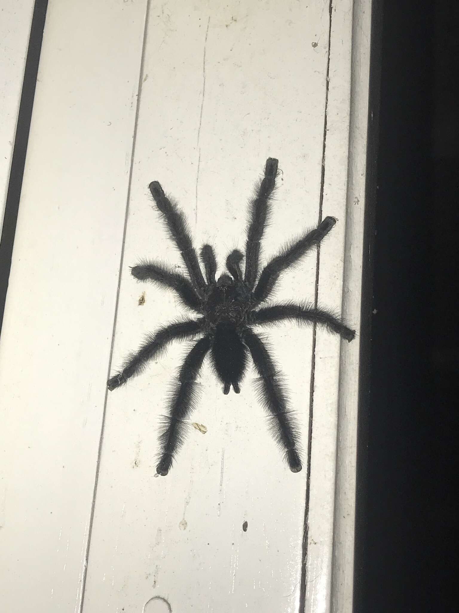 Image of Ecuadorian Purple Tarantula