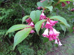 Image of Weigela hortensis (Sieb. & Zucc.) K. Koch