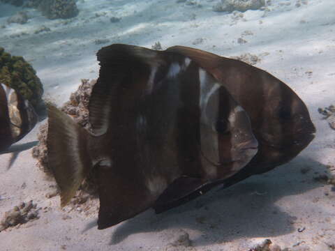 Image of Humpback batfish