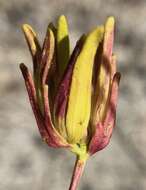 Image of stiffbranch bird's beak