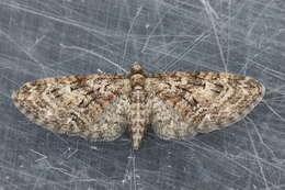 Слика од Eupithecia abbreviata Stephens 1831