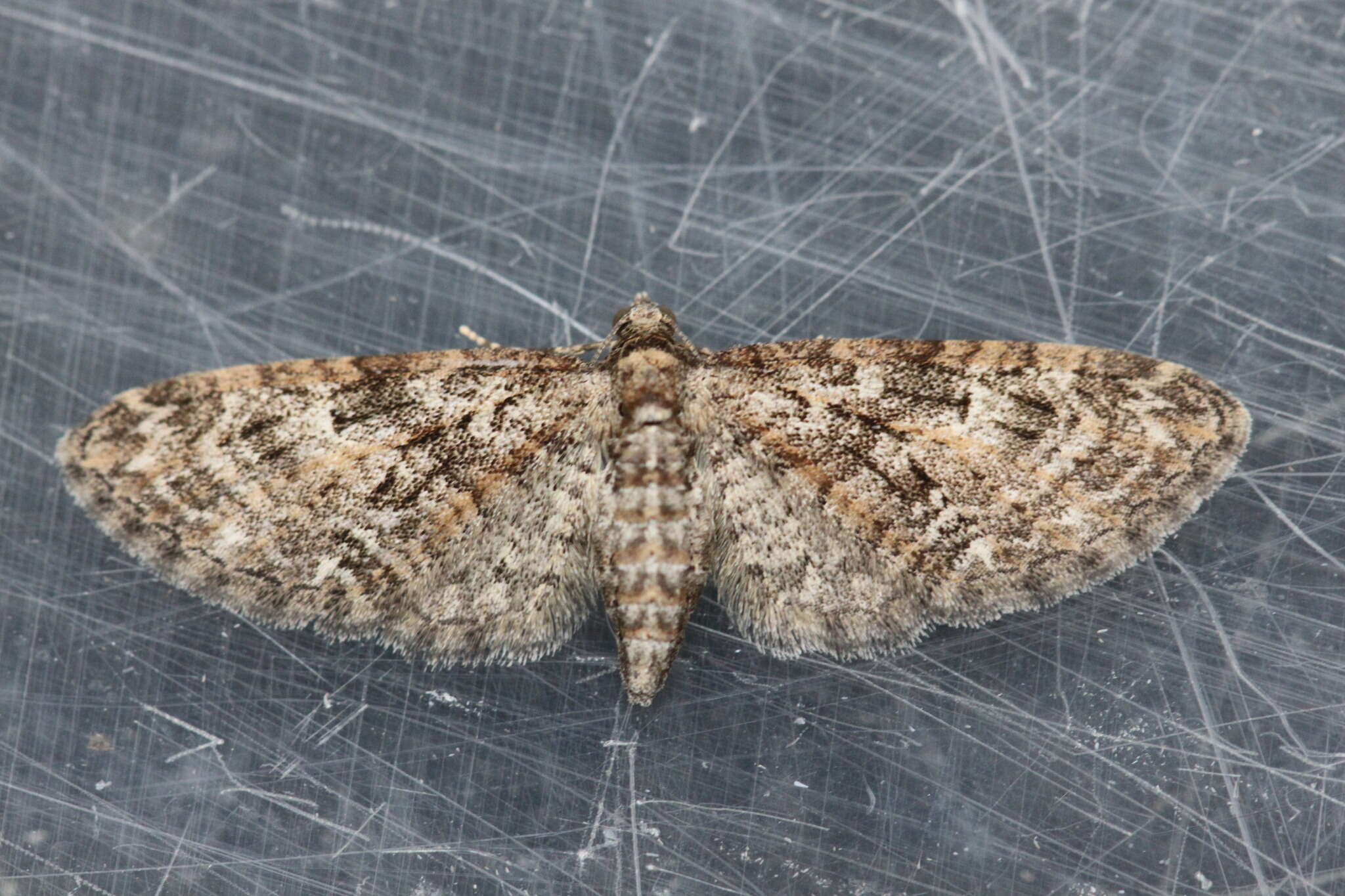 Слика од Eupithecia abbreviata Stephens 1831